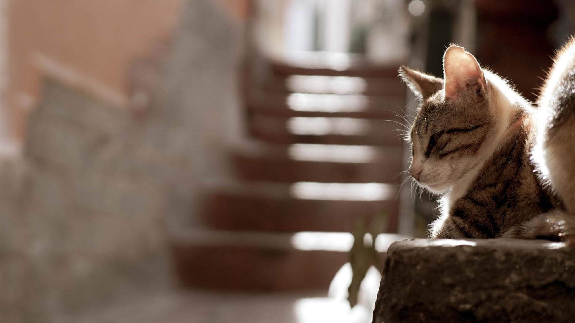 Casa Nel Borgo Dei Gatti Cetara Exterior foto